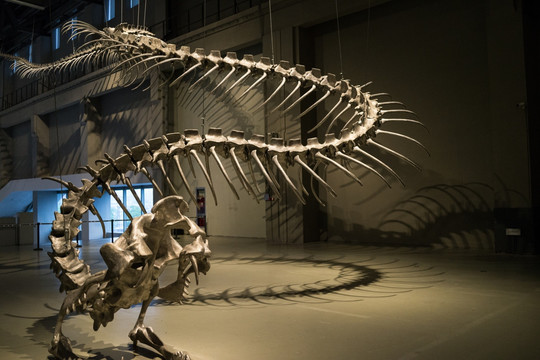 余德耀美术馆 恐龙化石