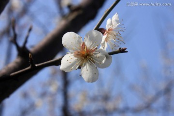 梅花 白梅 寒梅 冬天 梅树