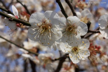 梅花 白梅 寒梅 冬天 梅树