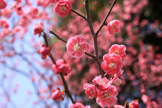 梅花 寒梅 红梅