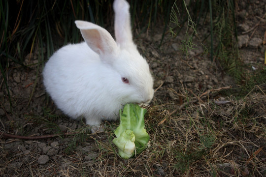 兔子 可爱