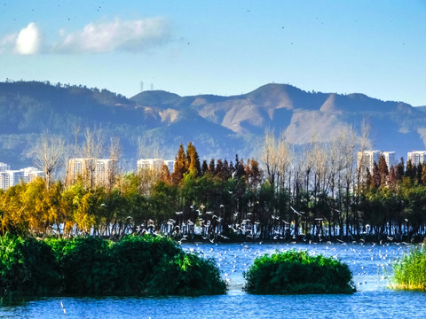 滇池湿地