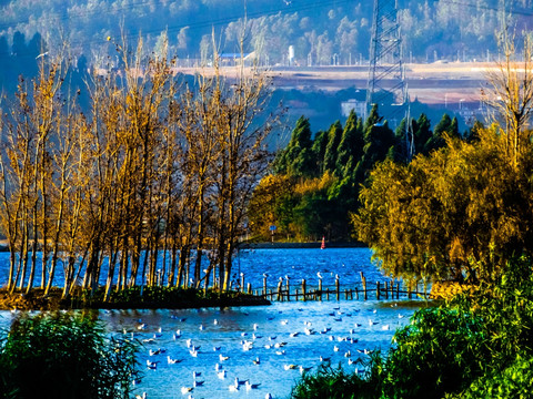 滇池湿地