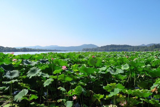 西湖美景