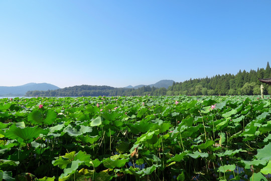 西湖美景