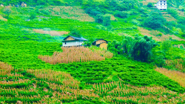 绿野农庄 山地