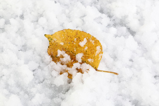 树叶 雪花