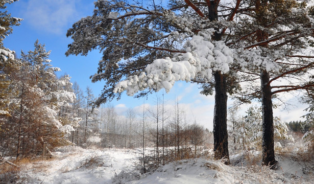 雪挂