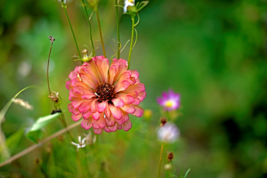 粉色菊花 粉色黑心菊