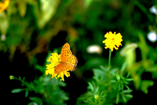 黄色黑点蝴蝶和小黄菊