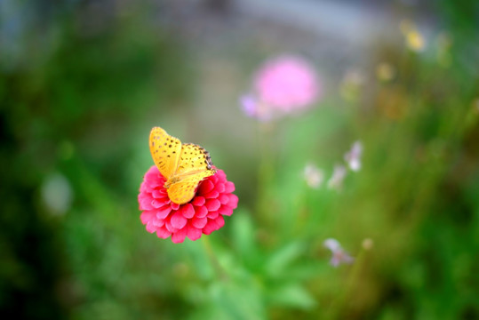 斐豹蛱蝶和枚红色雏菊