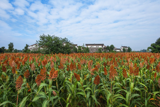 郫縣青杠樹村紅高粱