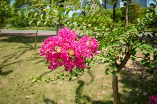 粉红紫薇花