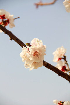 桃花开