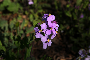 紫色花开
