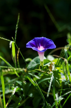 牵牛花