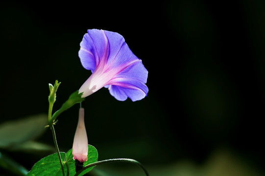 唯美牵牛花