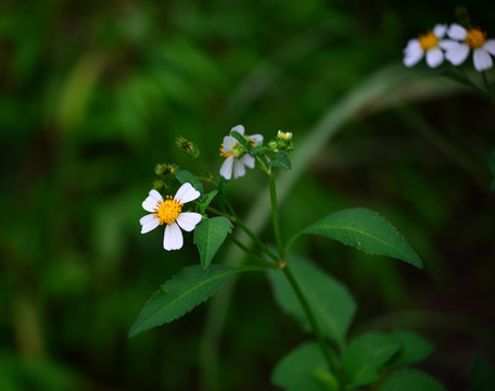 野花