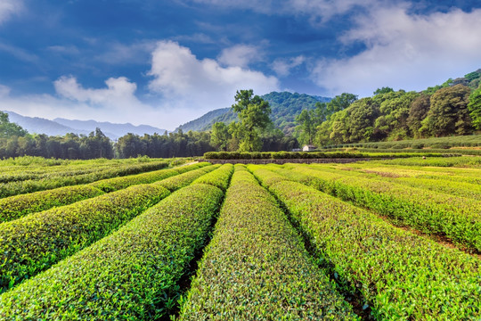 杭州西湖龙井村