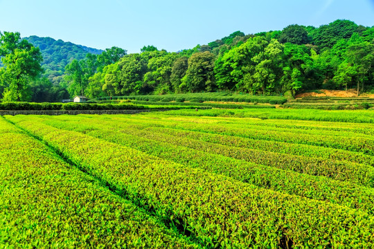 杭州西湖龙井村