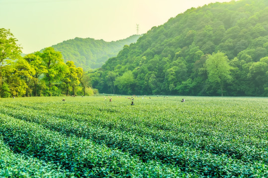 茶山