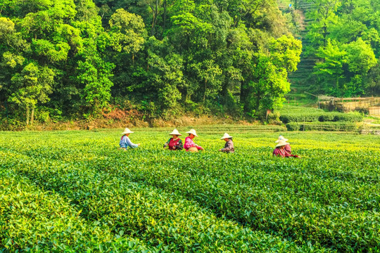 茶山