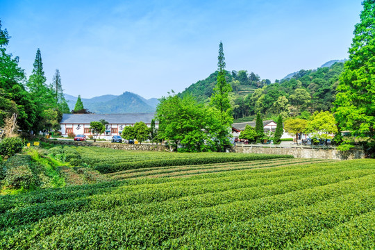 杭州西湖龙井村