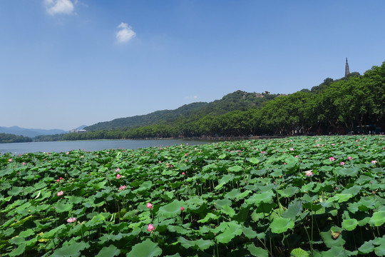 西湖 曲院风荷