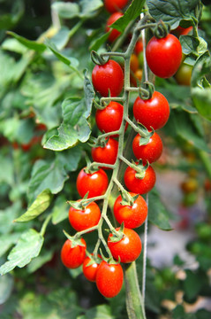 挂在枝头的西红柿