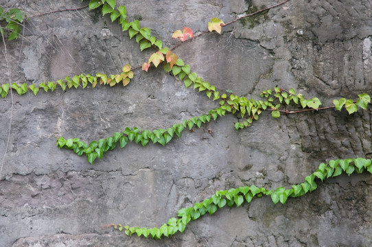 植物墙