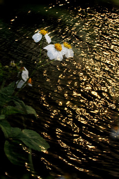 小花 日落