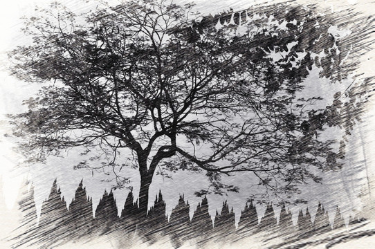 大樹 素描