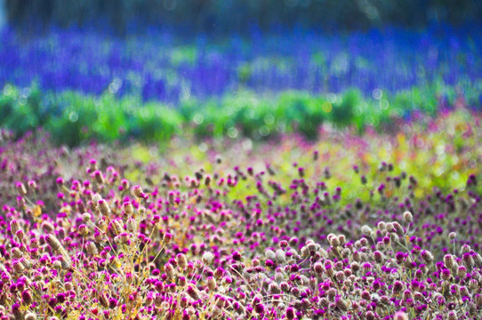 小花素材