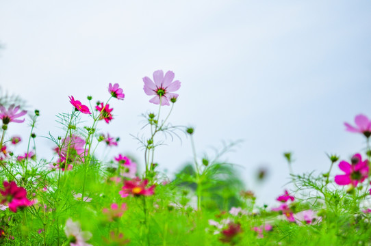 格桑花