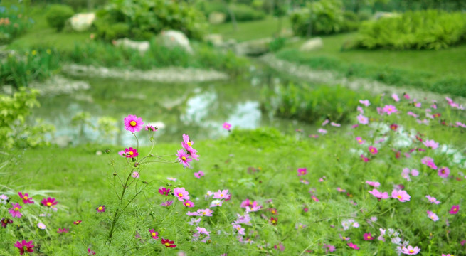 格桑花