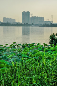 海珠湖公园