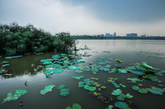 海珠湖