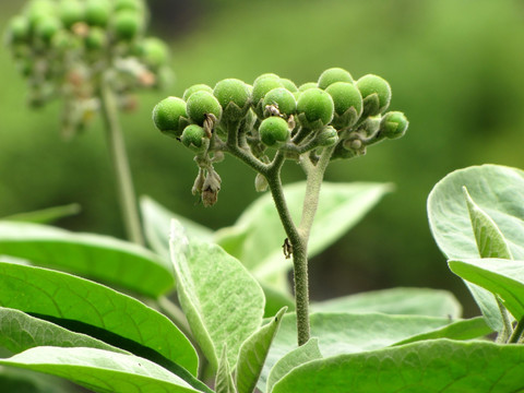 绿色野生植物