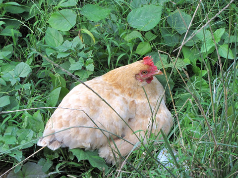 草丛中下蛋的母鸡