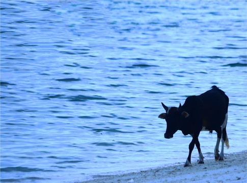 海边的牛
