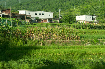 田野风光