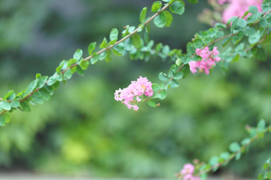 植物 绿植 树叶 花朵