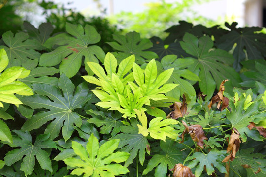 植物 绿植 树叶 