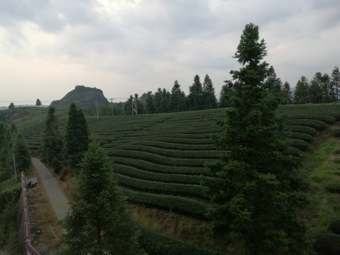 茶叶山