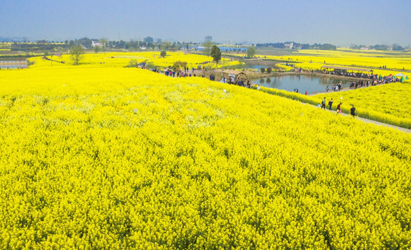 油菜花旅游节