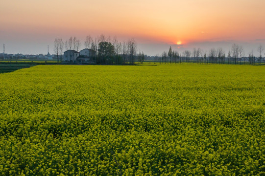 油菜花