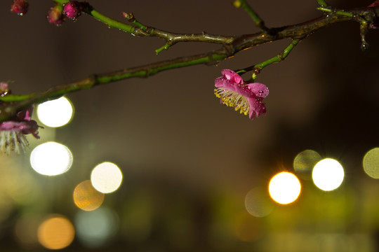 夜晚的梅花