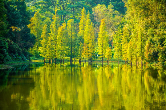 秋天树林风景