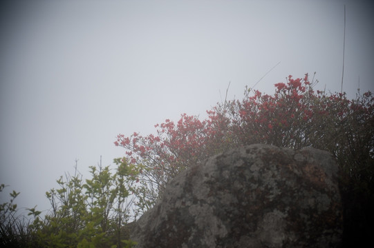 高山杜鹃