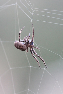 正在结网的蜘蛛